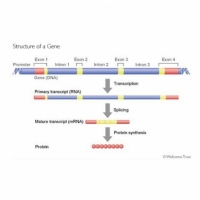 Genetics of CDKL5